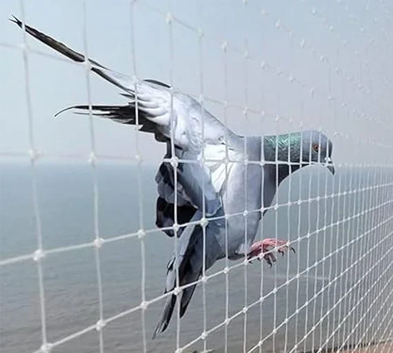 Balcony Bird Protection